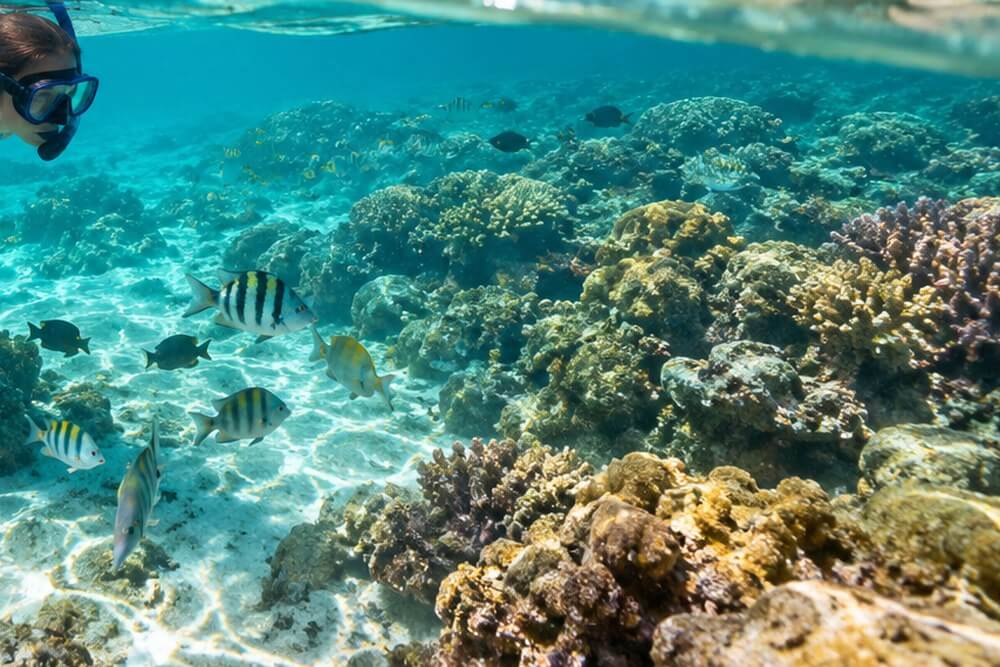 Rafa koralowa i ryby podczas snorkelingu na Seszelach