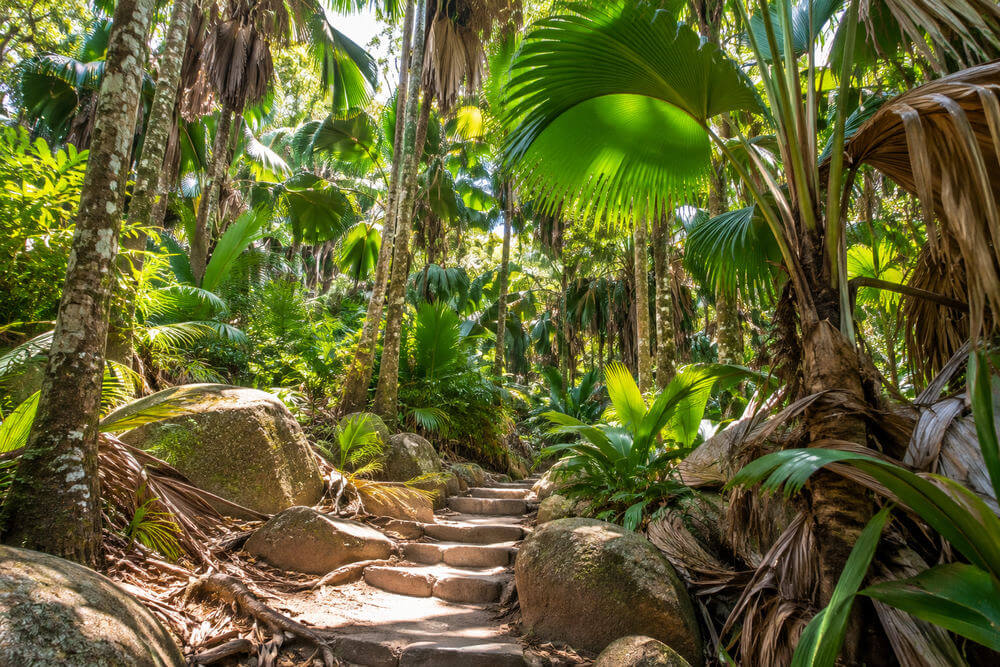 Palmy coco de mer przy leśnej ścieżce w Vallée de Mai na Praslin