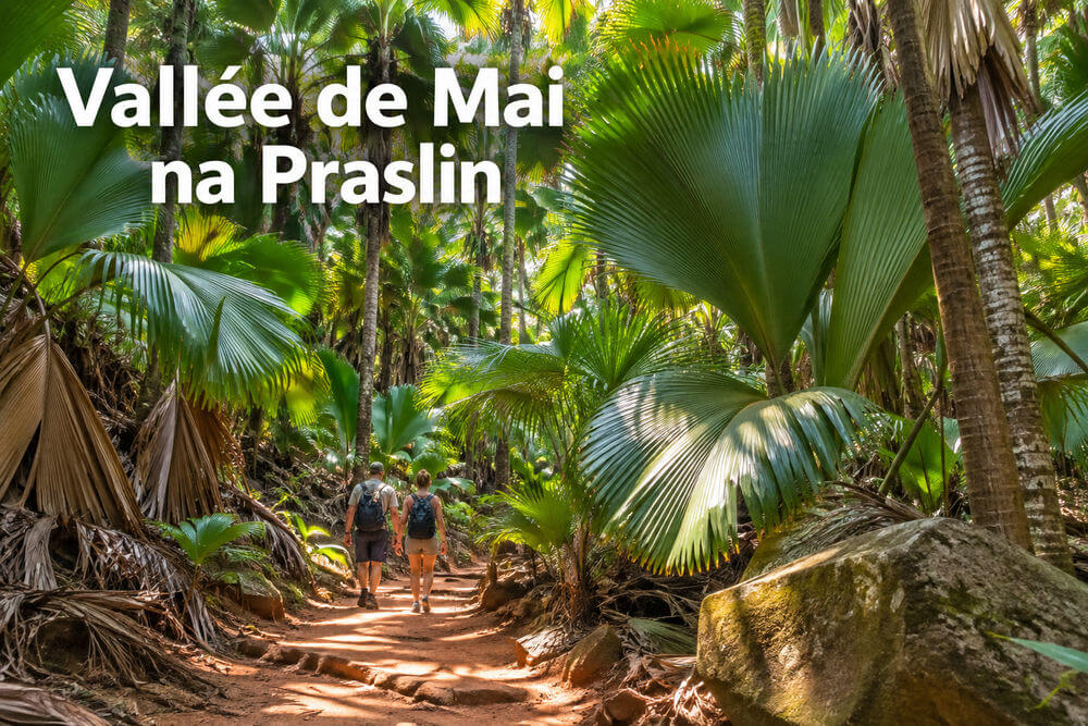 Vallée de Mai – jak zwiedzić rezerwat na Praslin?