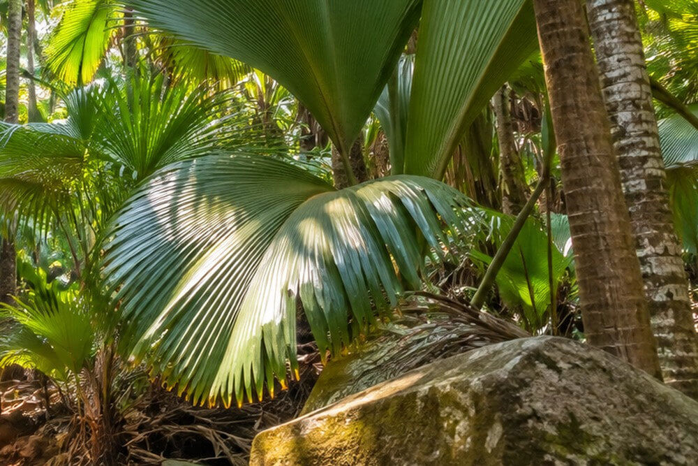 Wachlarzowe liście palm w lesie Vallée de Mai na Praslin