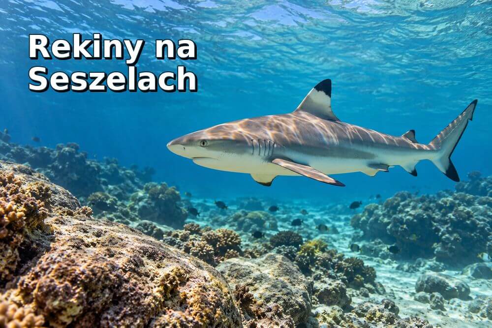 Rekiny na Seszelach – jakie występują i czy trzeba się ich bać?